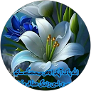 Nomi kamran profile picture